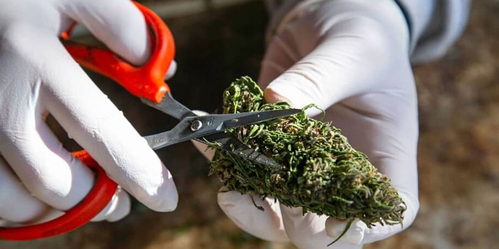 Trimming Cannabis: Why Should You Do It?
