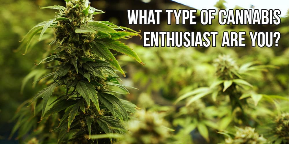 What Type of Cannabis Enthusiast Are You?