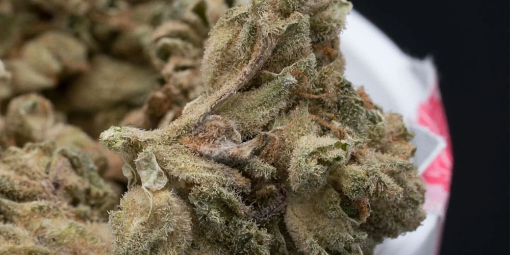 Reggie Weed: Why You Should Stay Away From It