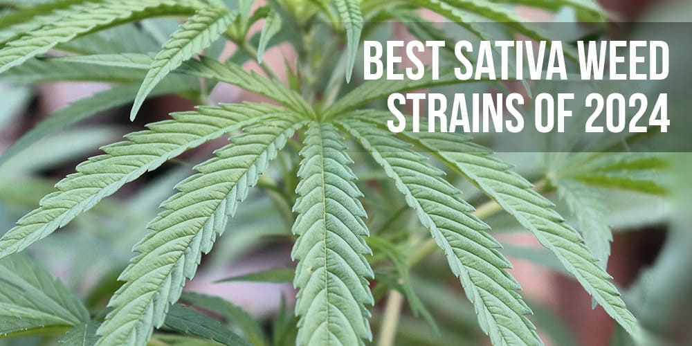 Best Sativa Weed Strains of 2024