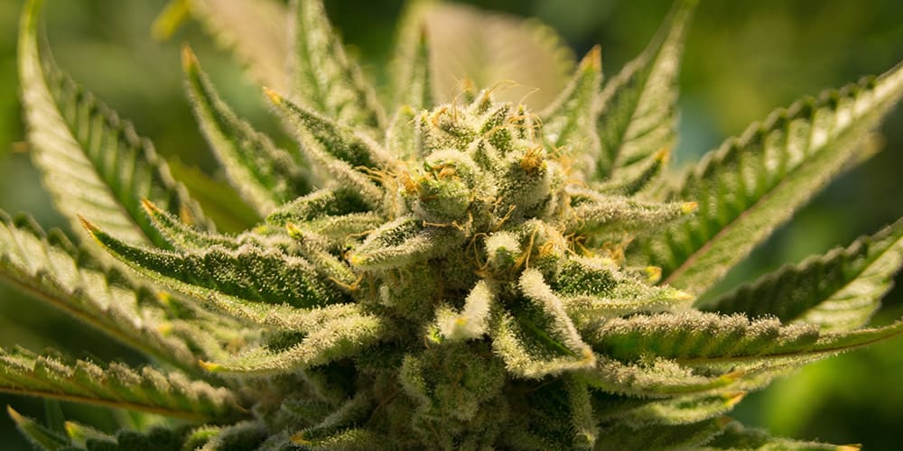 Why You Should Grow Feminized Cannabis?