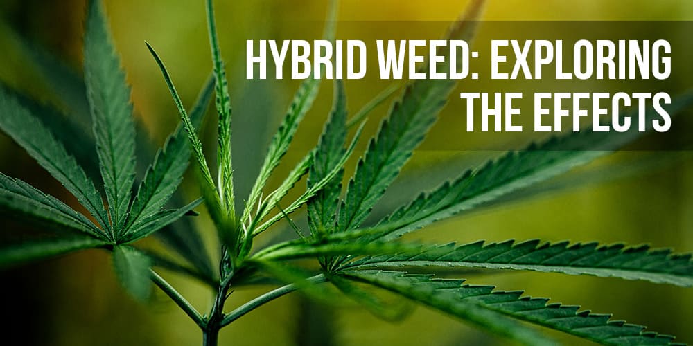 Hybrid Weed: Exploring the Effects