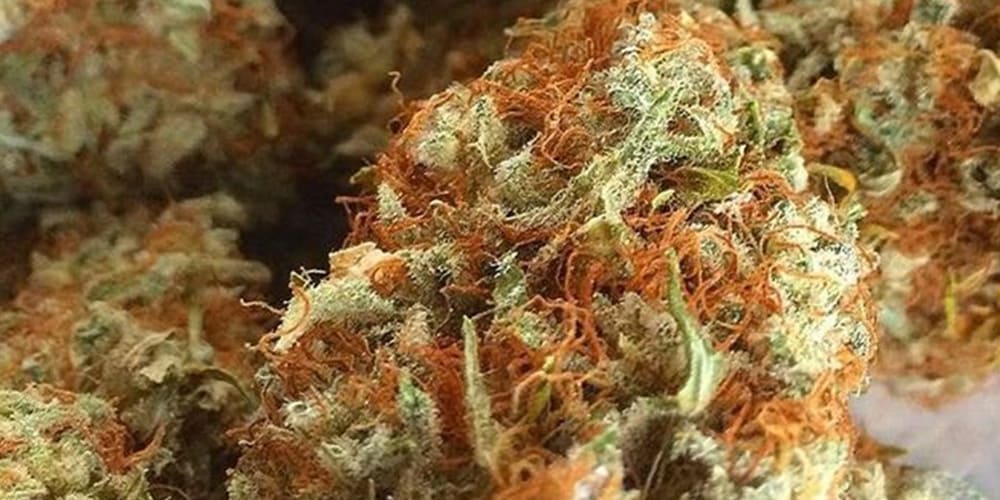 Best Indica Weed Strains of 2024