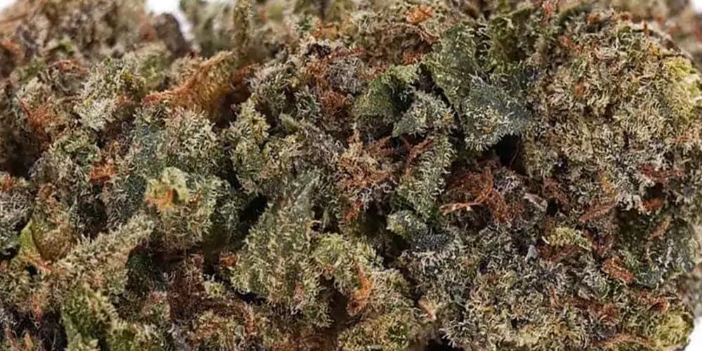 Top 5 Candy Strains in 2024