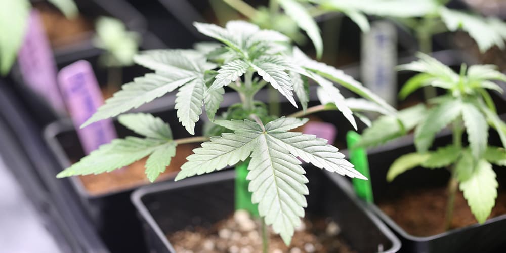 Why You Should Grow Feminized Cannabis?
