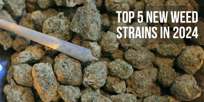 Top 5 New Weed Strains In 2024 700x350 