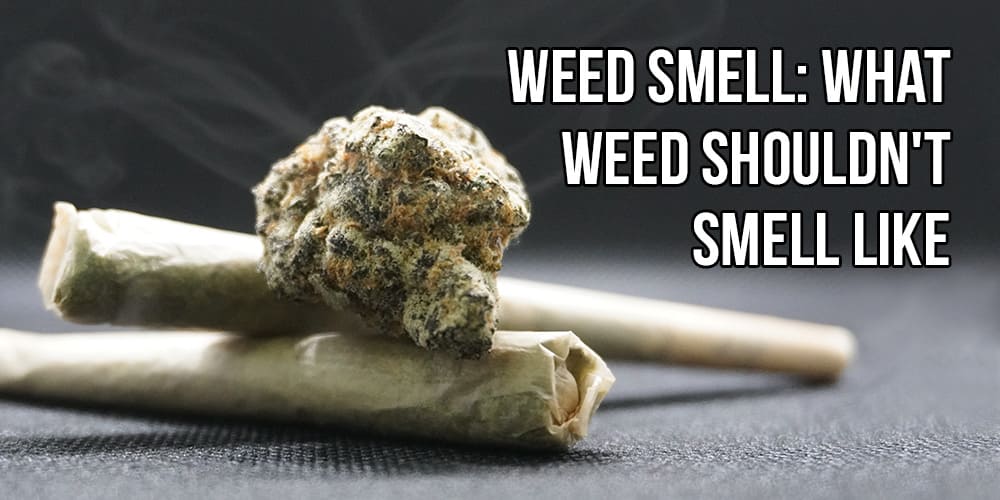 Weed Smell: What Weed Shouldn't Smell Like