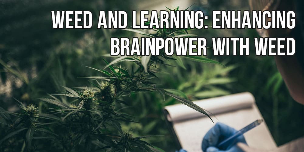 Weed and Learning: Enhancing Brainpower with Weed