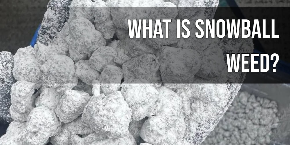 What is Snowball Weed?