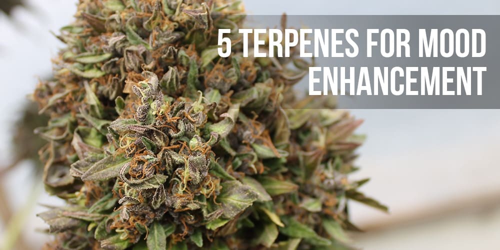 5 Terpenes for Mood Enhancement