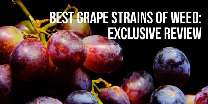 Best Grape Strains of Weed: Exclusive review | APE Premium Cannabis