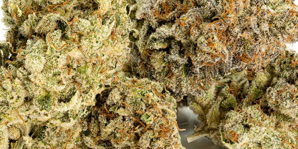 All-Time Best Cookies Strains of Weed
