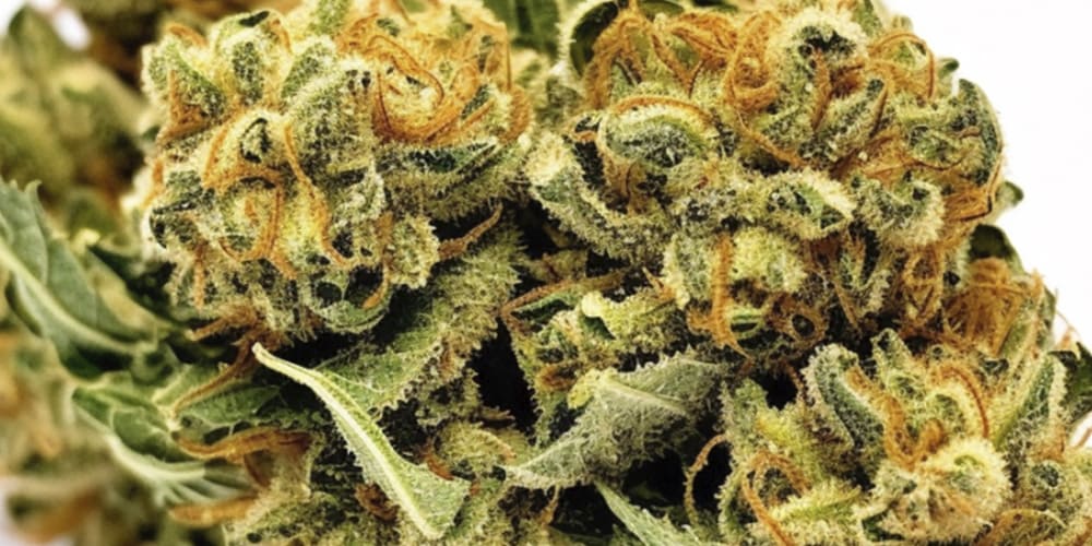 Animal Cookies Strain: A Deliciously Hybrid Delight