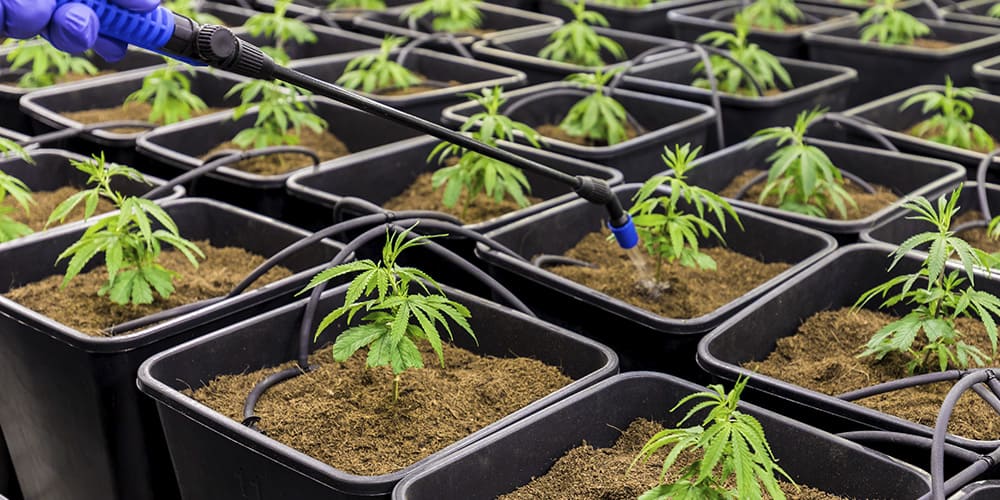 Growing Cannabis: Clones or Seeds, Which is Best?