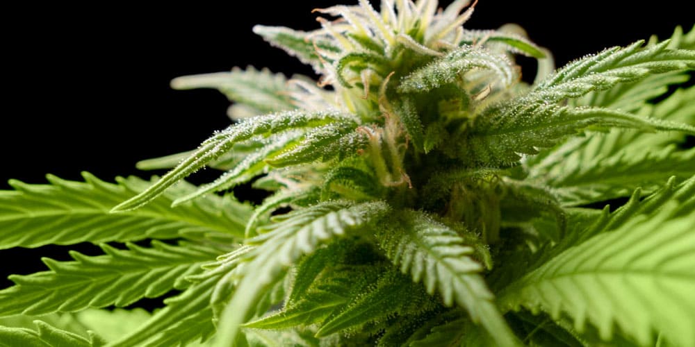 Cannabis Flowers Grow Slowly