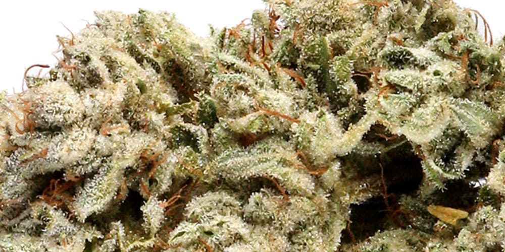 Top 7 Weed Strains From California