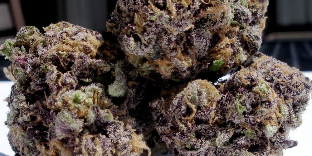 Best Grape Strains of Weed: Exclusive review