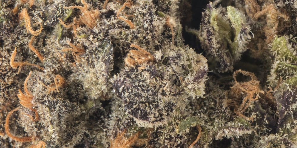 Best Grape Strains of Weed: Exclusive review