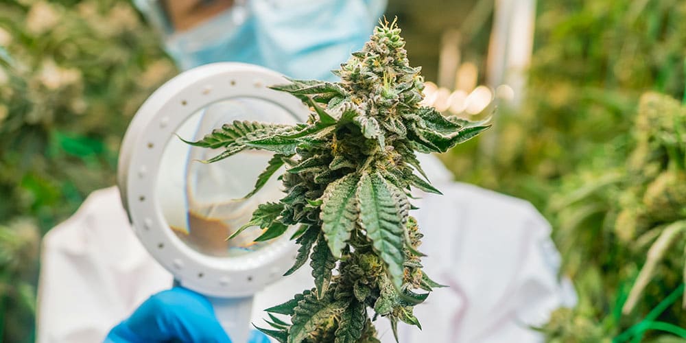 Reasons Why Your Cannabis Flowers Grow Slowly