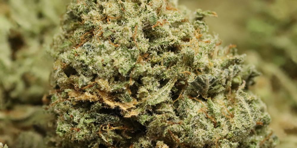 7 Best-Looking Cannabis Strains: Beauty in Bud Form