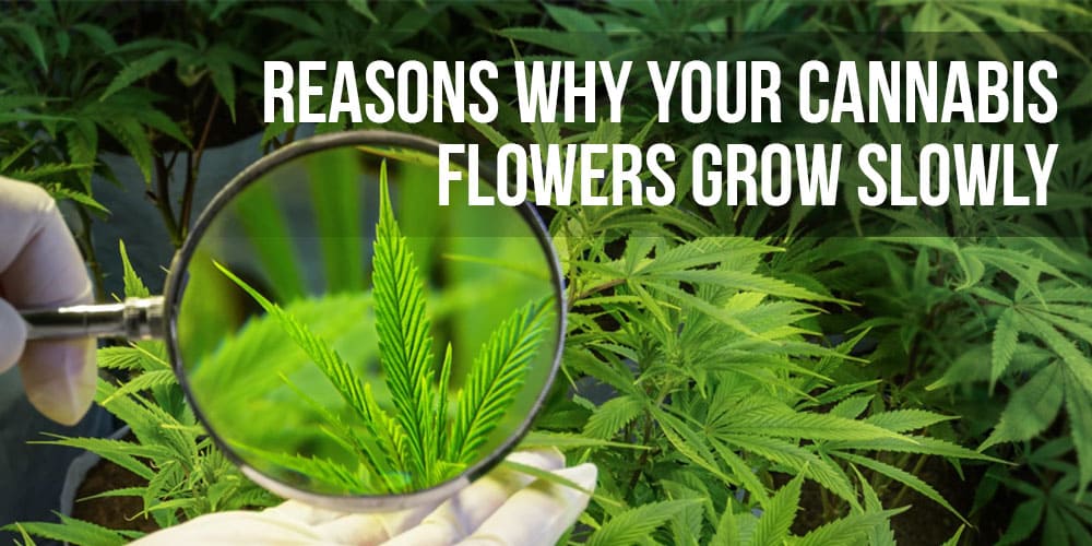 Reasons Why Your Cannabis Flowers Grow Slowly