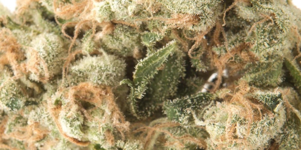 Top 5 cannabis strains for motivation boosting