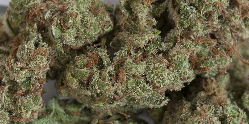 Top 5 cannabis strains for motivation boosting