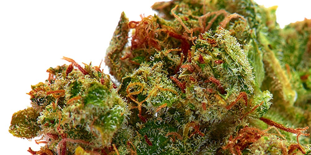 Top 5 weed strains for Brain Power Enhancing