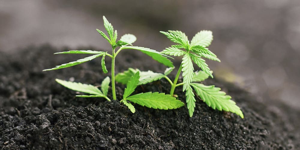 Growing Cannabis: Clones or Seeds, Which is Best?