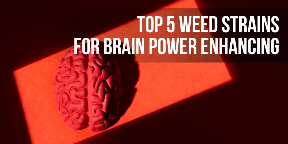 Top 5 weed strains for Brain Power Enhancing