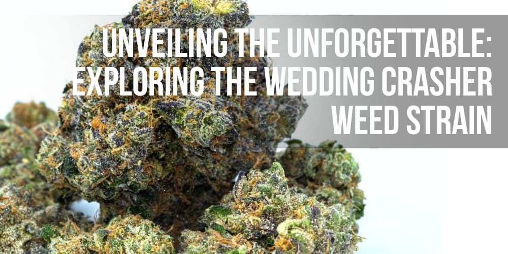 Unveiling the Unforgettable: Exploring the Wedding Crasher Weed Strain