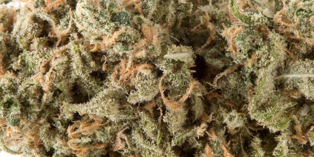 All-Time Best Cookies Strains of Weed