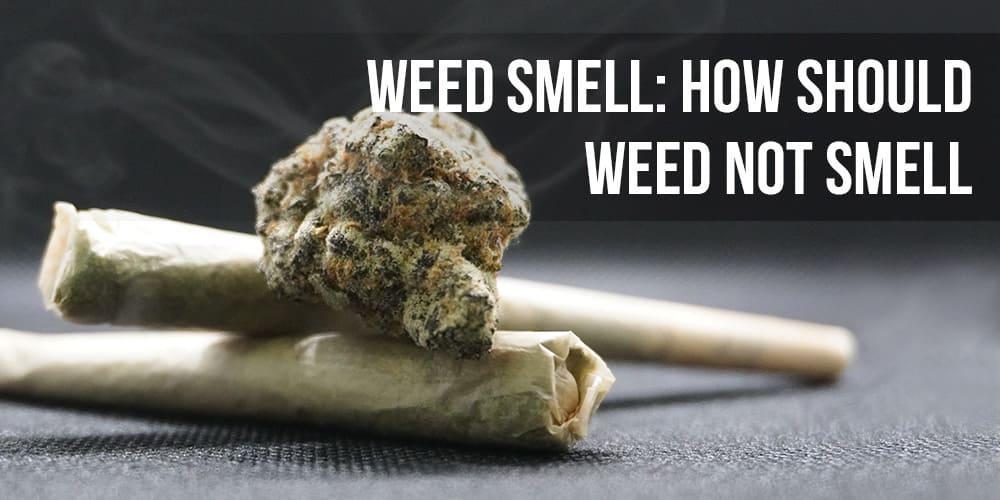 Weed Smell: How should weed not smell