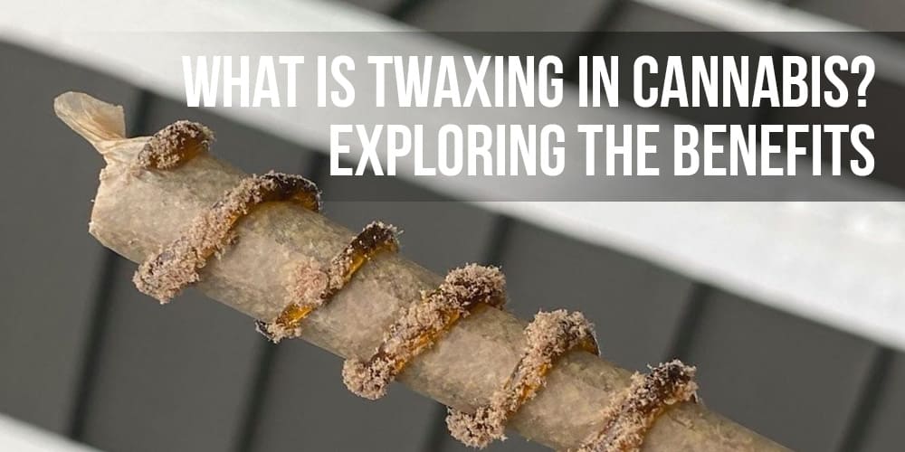 What is Twaxing in Cannabis? Exploring the Benefits