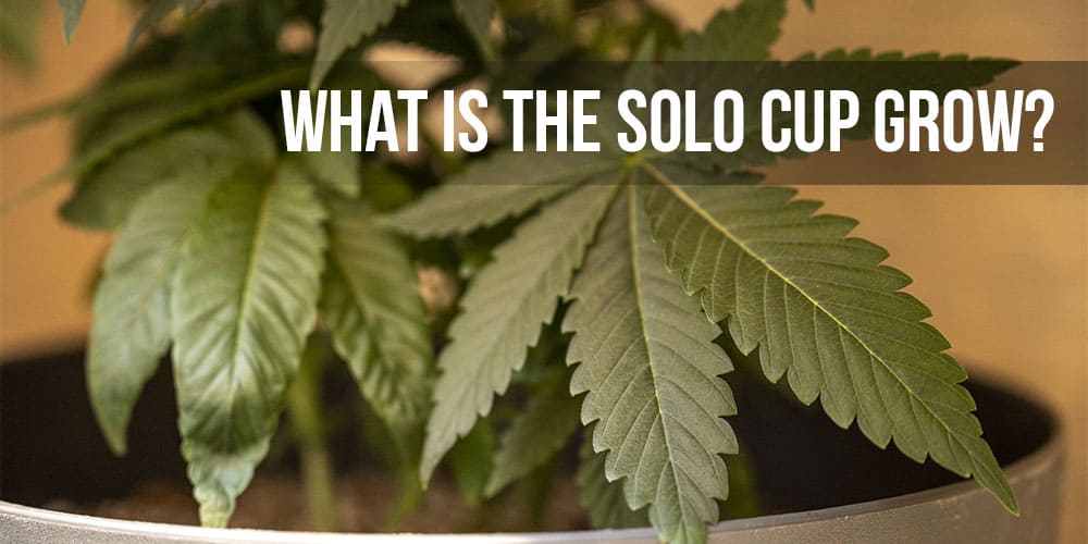 What Is The Solo Cup Grow?