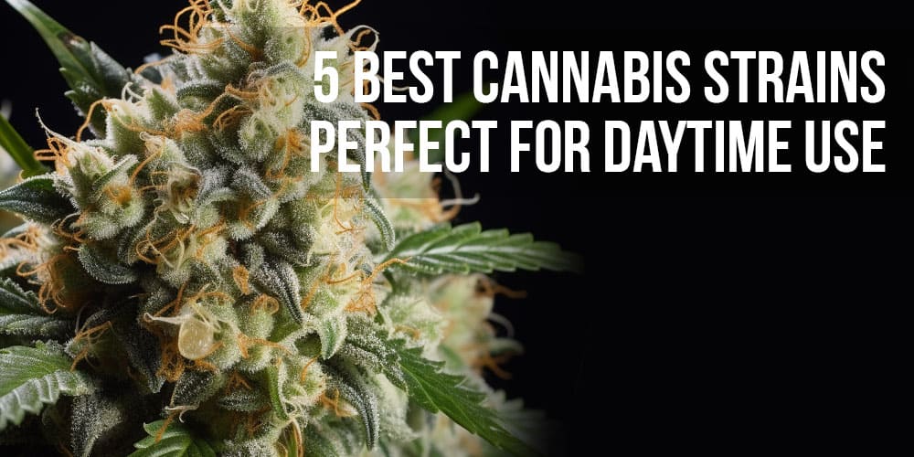 5 best cannabis strains perfect for daytime use
