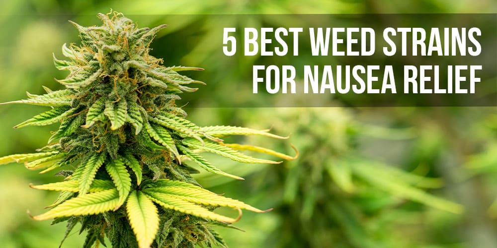 5 Best Weed Strains for Nausea Relief