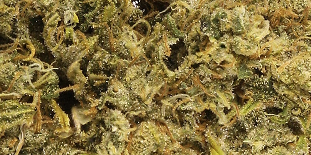 Durban Poison Strain: The Ultimate Strain for Energy and Creativity