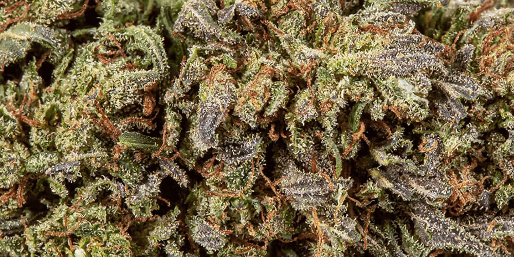 Northern Lights Strain: Unveiling the Magic