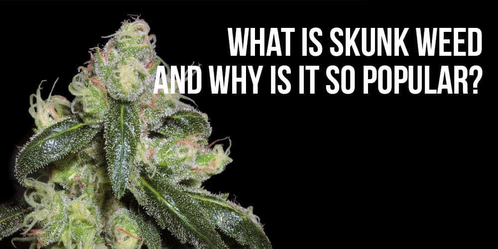 What is Skunk Weed and Why is it So Popular?