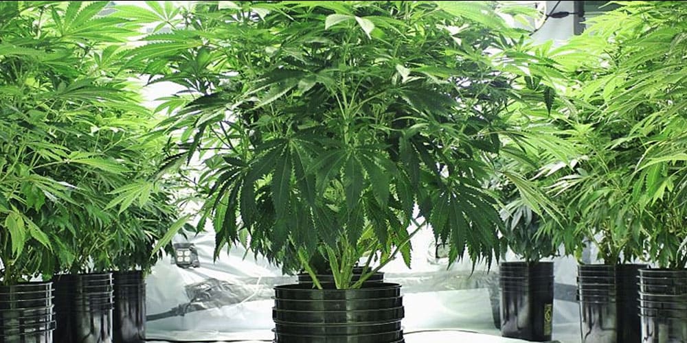 How to Grow Hydroponic Cannabis for Beginners: A Comprehensive Guide