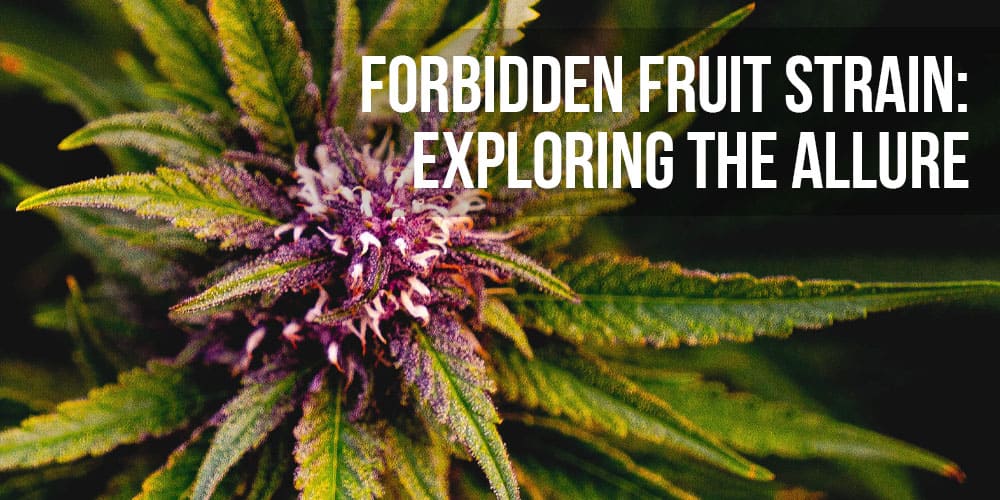 Forbidden Fruit Strain: Exploring the Allure