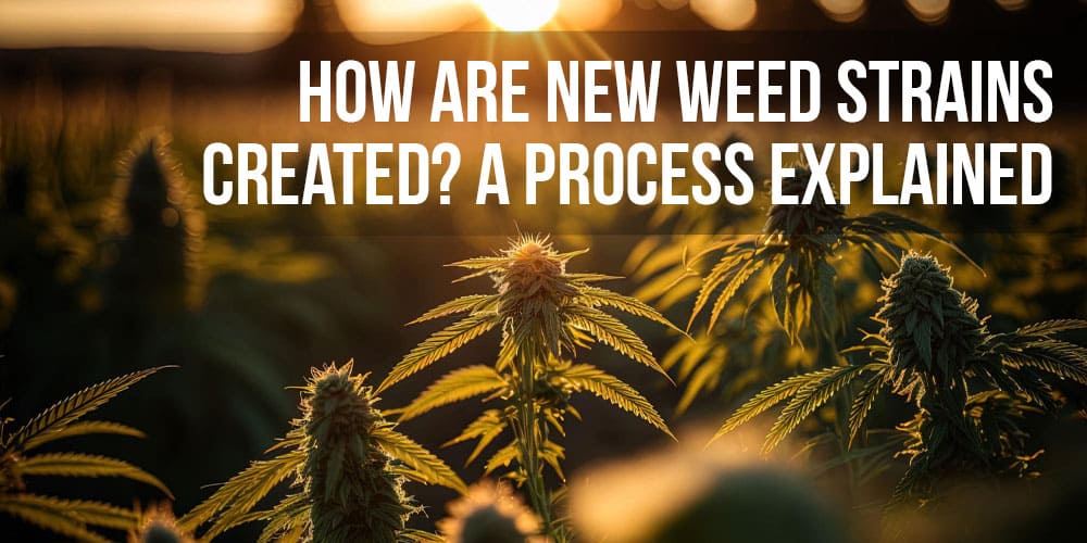 How Are New Weed Strains Created? A Process Explained