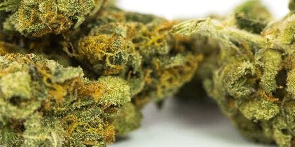 5 Best Jamaican Cannabis Strains to Try
