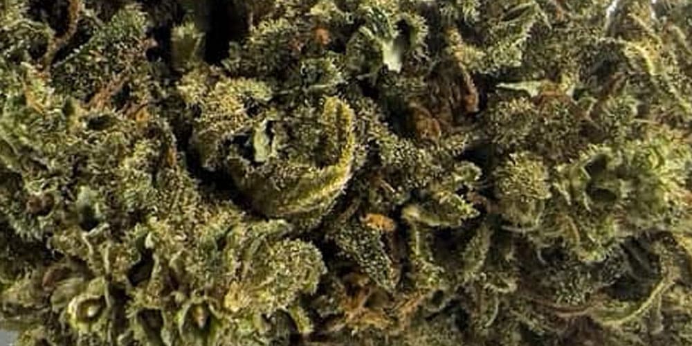 5 Best Jamaican Cannabis Strains to Try