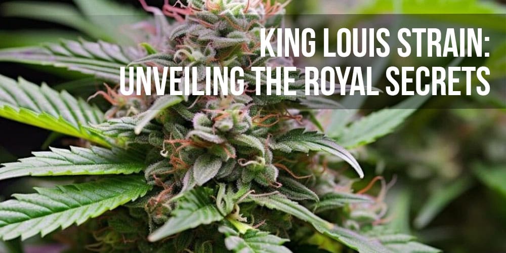 King Louis Strain: Unveiling the Royal Secrets