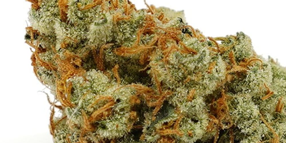 Northern Lights Strain: Unveiling the Magic