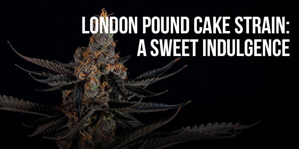 London Pound Cake Strain: A Sweet Indulgence