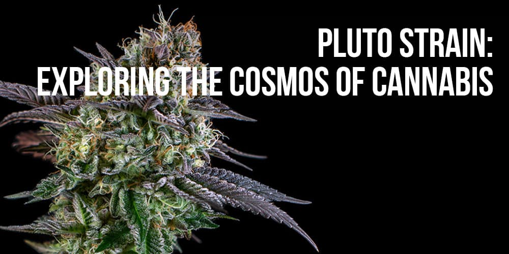 Pluto Strain: Exploring the Cosmos of Cannabis
