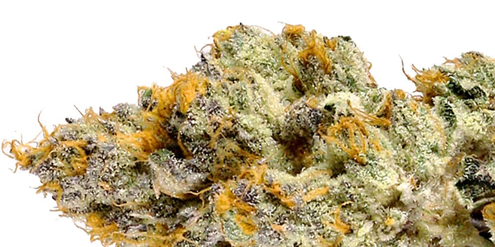 What is Skunk Weed and Why is it So Popular?
